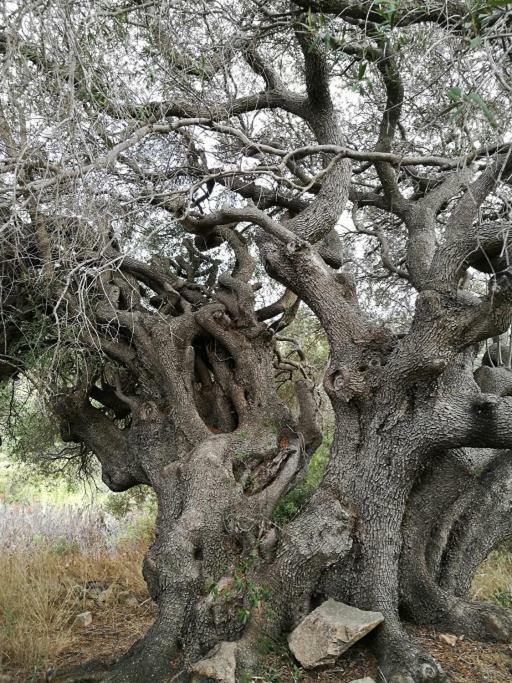 Appartamento L'Albero Magico Nella Campagna Gallurese Santa Teresa Gallura Extérieur photo